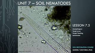 Lesson 75  Fungal feeding nematodes and fungi preferences [upl. by Asfah]