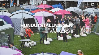 Hundutställningen  Tvååkers IF [upl. by Aneej]