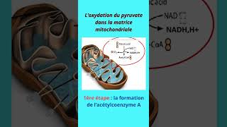 2 bac SVT  formation de lacétyle CoA et le cycle de Krebs [upl. by Desdamona]