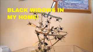 BLACK WIDOW SPIDERS INVADE MY HOME [upl. by Anitaf542]