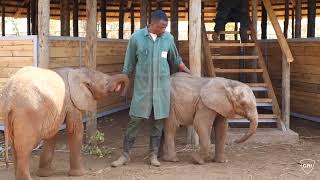 Orphaned Elephant Chikumbi Meeting Her New Family [upl. by Simsar]