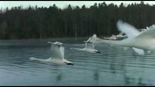 Swans  from quotwinged migrationquot [upl. by Ardnekahs]