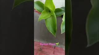 Basket Plant🌱 short Best Hanging Plant  Plant life  Home Garden🏡 [upl. by Lavud]