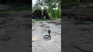 Snake attack on the dog shorts video [upl. by Akilat]