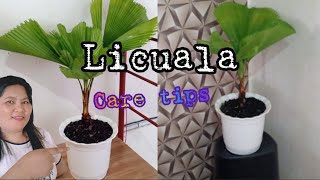 Licuala Care Tips [upl. by Rossie]