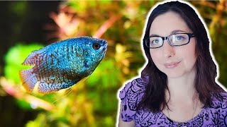 DWARF GOURAMI CARE GUIDE 🐟 Basic Care For The Dwarf Gourami [upl. by Anaiek38]