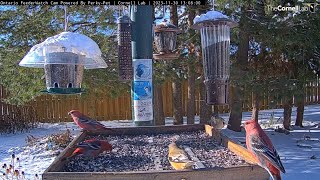 Colorful Pine And Evening Grosbeaks Enjoy A Sunny Scene In Ontario – Nov 30 2023 [upl. by Bell]