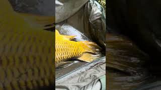 Carpfishing Germany 2024  Karpfenangeln  fishing carpfishing fishing shimano angeln bigcarp [upl. by Ekalb]