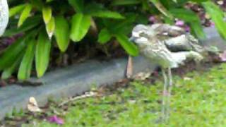 BushStone curlews making their strange quotwailingquot calls [upl. by Suirauqram]