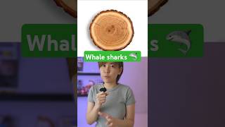 Whale sharks Atomic tests solve age puzzle of worlds largest fish shorts science [upl. by Marsland124]