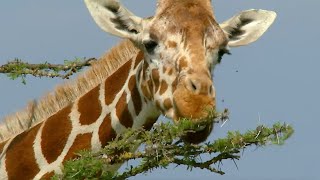 Ants Take on Giraffes  How Nature Works  BBC Earth [upl. by Lanrev]