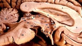 ACTIVAR LA GLÁNDULA PINEAL FUNCIONAMIENTO Y EJERCICIOS PRACTICOS [upl. by Carine540]