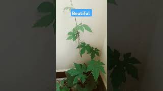 Beautiful Bitter Gourd Plant In My Garden cover instrumental remix [upl. by Suhcnip]