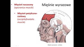 Mięśnie głowy wstęp [upl. by Soisinoid586]