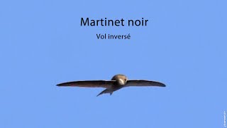 MARTINET NOIR Vol inversé  COMMON SWIFT Inverted flight [upl. by Nerred460]