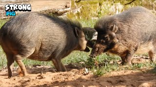 Warty Pigs Playing Around [upl. by Ylluz]