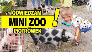 mini ZOO PIOTRÓWEK poznaję zwierzęta animals zoo [upl. by Ardnosal]