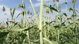 Welcome to Africa’s Millets farms in Uganda by hard working South Sudanese [upl. by Neladgam]