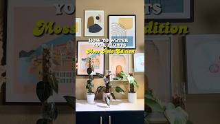 How to Water Plants Moss Pole Edition shorts houseplants indoorplants mosspole tips plantcare [upl. by Barden209]