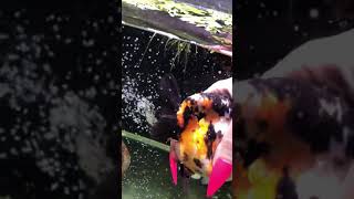 EGG BOUND GOLDFISH EGG RELEASE [upl. by Amaso618]