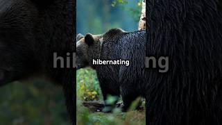 Why Do Animals Hibernate Discover the Science Behind Hibernation 🦔❄️ [upl. by Pinkham]