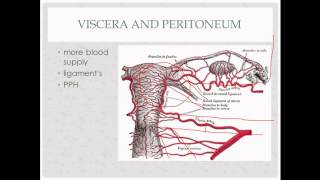 anatomy review  for OB GYN rotation [upl. by Chatterjee34]