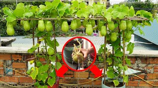 Growing Chayote In Plastic ContainersThis Way Is Quick To Harvest And Produces A Lot Of Fruit [upl. by Kuo464]