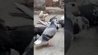 Shirazi pet ka operation kr ke take lagaye 💉shorts minivlog kabootar kabutar pet birds pets [upl. by Uohk]