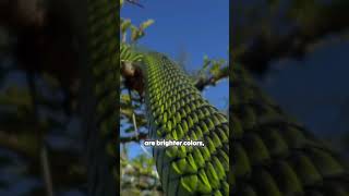 The Boomslang Natures Master of Camouflage [upl. by Eelanaj444]