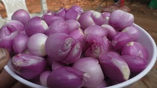 onion chutney in tamil  idli chutney recipe Home cooking vengaya chutney in tamil  Amma Samayal [upl. by Niles]