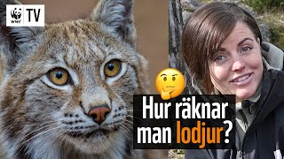 Hur räknar man lodjur 🐱🐾  WWF TV [upl. by Golding791]