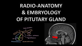 RADIOANATOMY OF PITUTARY GLAND I EMBRYOLOGY l Sella anatomy [upl. by Eciral]