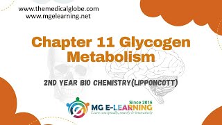 Chapter 11 Glycogen Metabolism Carbohydrates and Metabolism Lippincott [upl. by Dlaregztif]