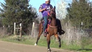 Young Bay American Saddlebred Horse of Little River Rydaz Karl [upl. by Devona]