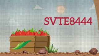 Tomate saladette determinado SVTE8444  Expertos Seminis [upl. by Marron781]