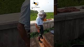 Bee shaking machine a quick and easy way to shake off the bees [upl. by Daraj]