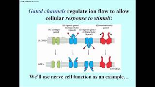 300 Types of Gated Ion ChannelsIllustrated [upl. by Kosse]