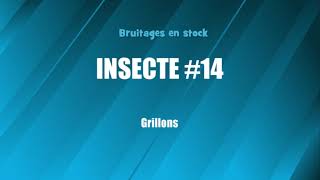 INSECTE 14 Grillons bruitage gratuit [upl. by Culliton565]