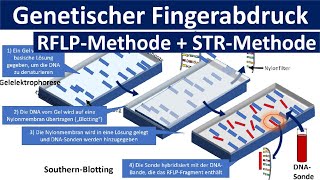 Genetischer Fingerabdruck RFLP Methode STR Methode Gelelektrophorese  Gentechnik Oberstufe [upl. by Leif3]