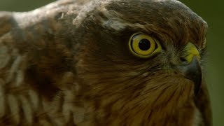 How sparrowhawks catch garden birds  Life in the Air Episode 2 Preview  BBC One [upl. by Relyhs939]