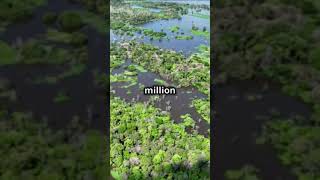 5 Mind Blowing Facts Part 30 Rainforest [upl. by Axia119]