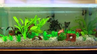 Stickleback aquarium [upl. by Ahsima]