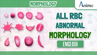 All Abnormal Red blood cells  RBC Morphologies  English [upl. by Hali]