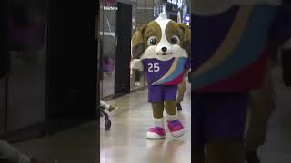 Saint Bernard Mascot for Euro 2025  News Today  DRM News  AD1J [upl. by Crelin]