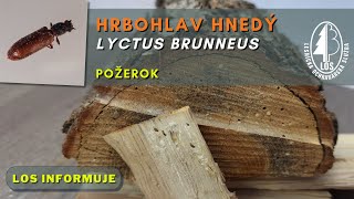 Hrbohlav hnedý Lyctus brunneus  požerok [upl. by Barnes]