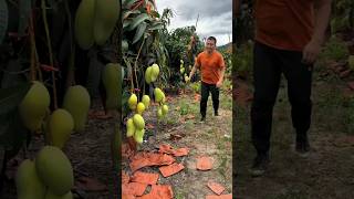 Today I will cut all mango trees shorts ytshorts [upl. by Bazar]