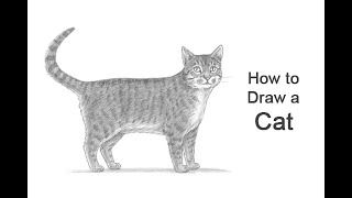 How to Draw a Cat [upl. by Weihs67]