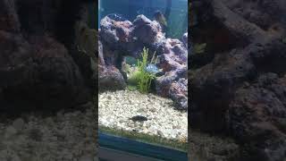 Important Cichlid Fish Aquarium [upl. by Lebana]