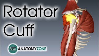 Rotator Cuff  3D Anatomy Tutorial [upl. by Eltotsira]