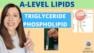 TRIGLYCERIDE and PHOSPHOLIPID structure and function for Alevel Biology Includes EMULSION test [upl. by Aciruam]